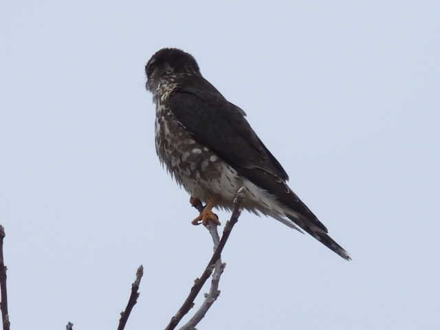 Merlin - ML646464871