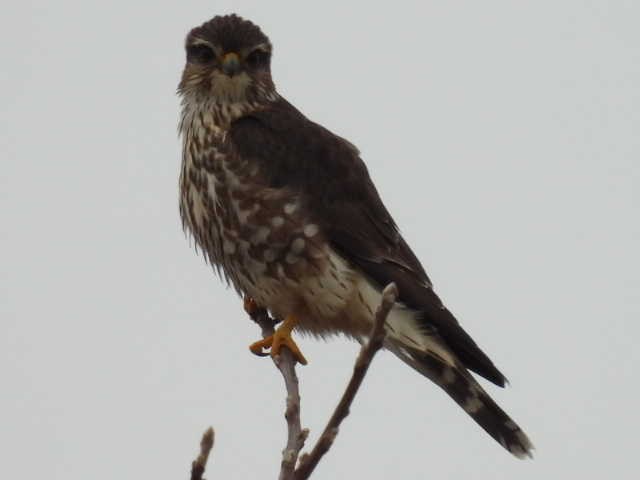 Merlin - ML646464873