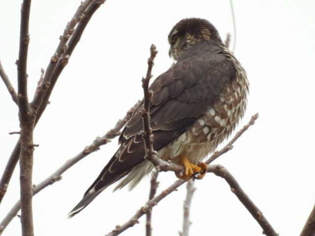 Merlin - ML646464874