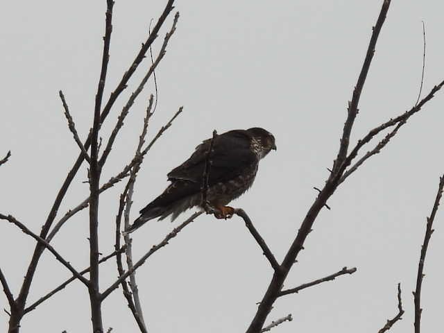 Merlin - ML646464875