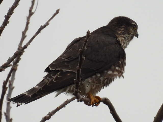 Merlin - ML646464877