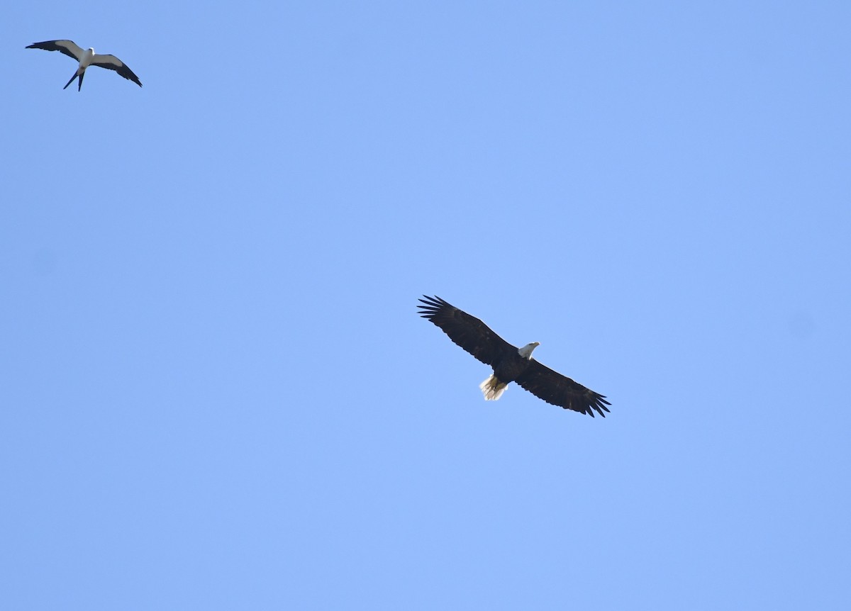 Bald Eagle - ML646464882