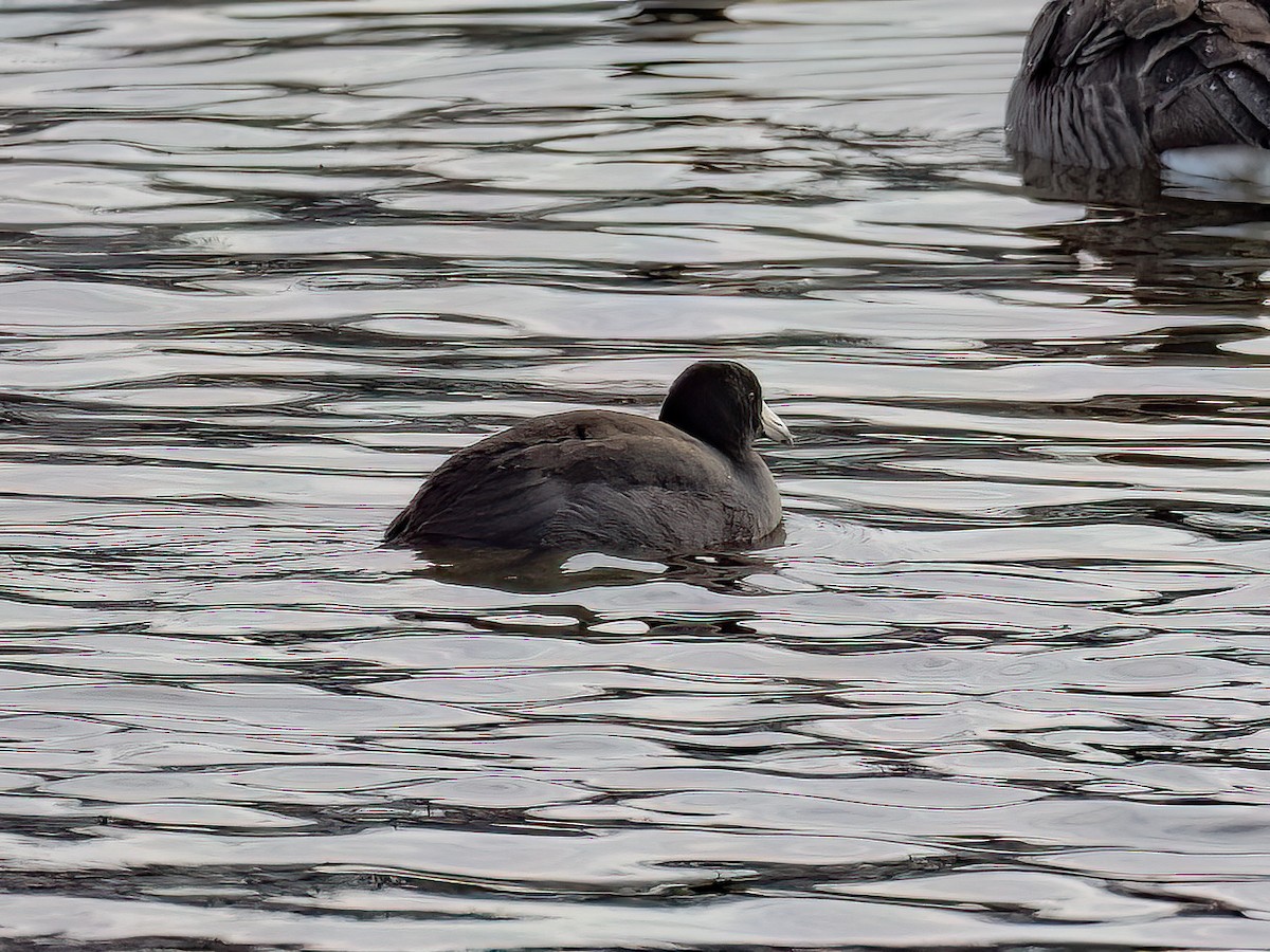 American Coot - ML646464883