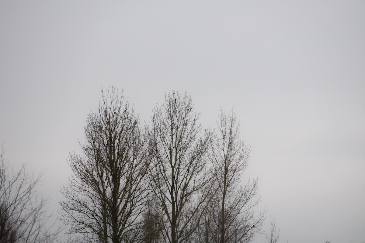 Eurasian Magpie - ML646464884