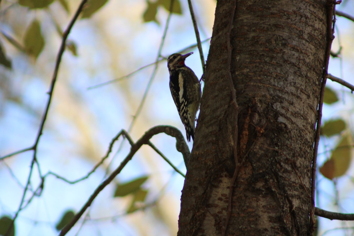 Yellow-bellied Sapsucker - ML646464894