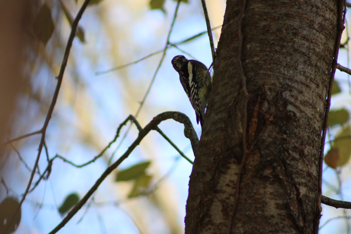 Yellow-bellied Sapsucker - ML646464895
