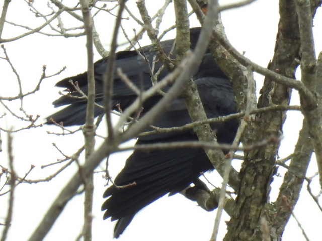 American Crow - ML646464896