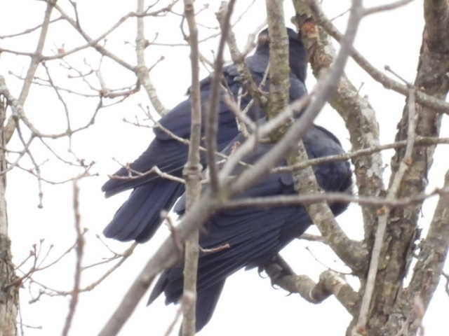 American Crow - ML646464897