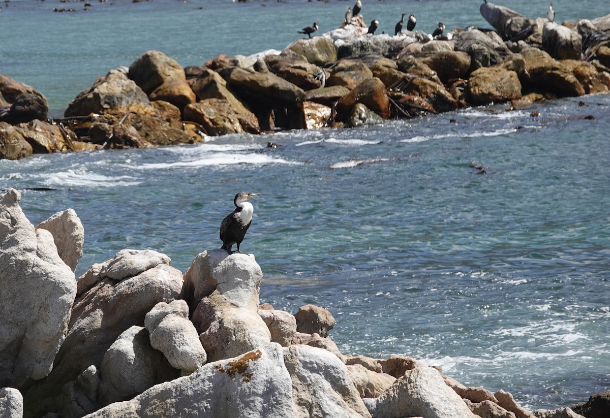 Большой баклан (lucidus) - ML646464898