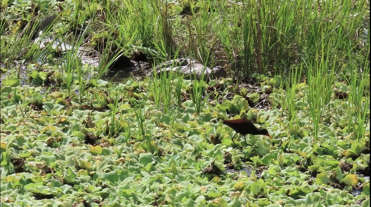 Wattled Jacana - ML646464899