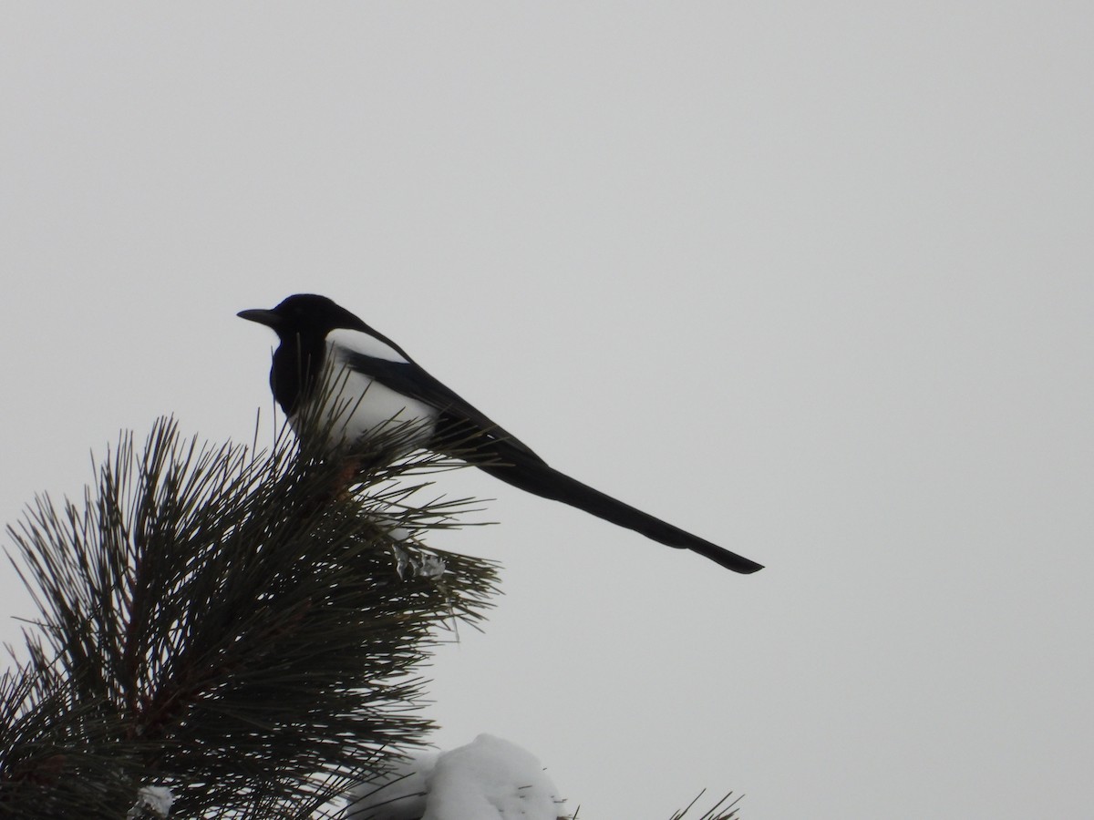 straka americká - ML646464900