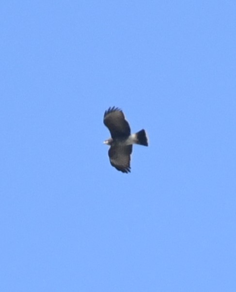 Snail Kite - ML646464901