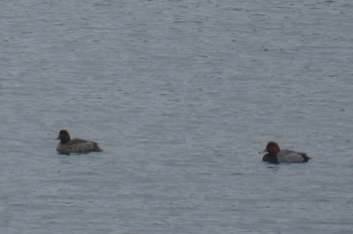 polák americký - ML646464906