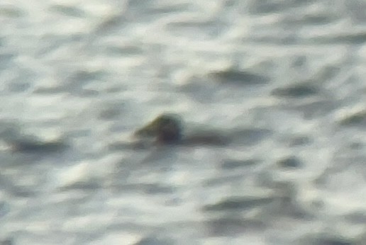 Negrón Careto - ML646464907