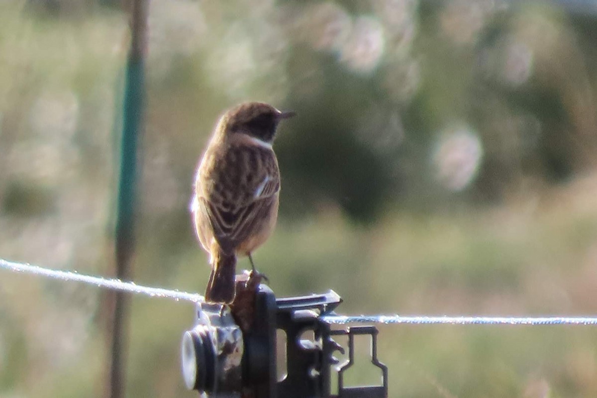 European Stonechat - ML646464910