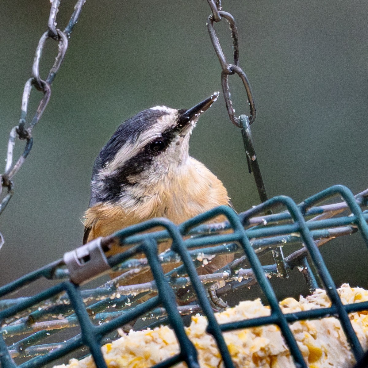 Red-breasted Nuthatch - ML646464911