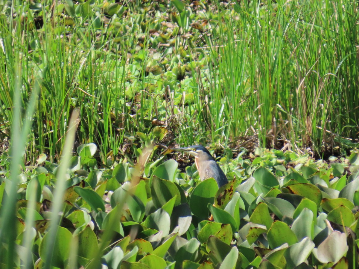 Striated Heron - ML646464912