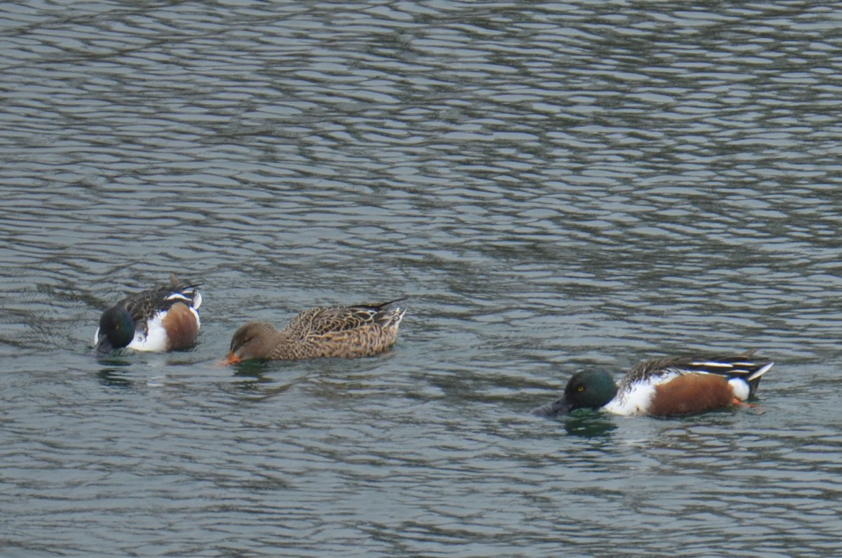 lžičák pestrý - ML646464913