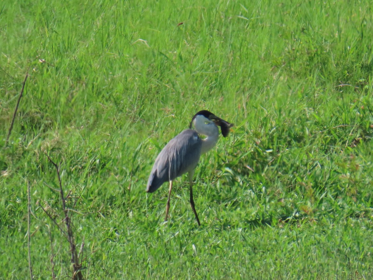 Cocoi Heron - ML646464915