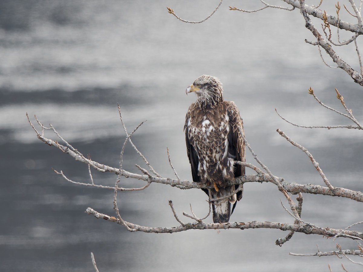 Bald Eagle - ML646464917
