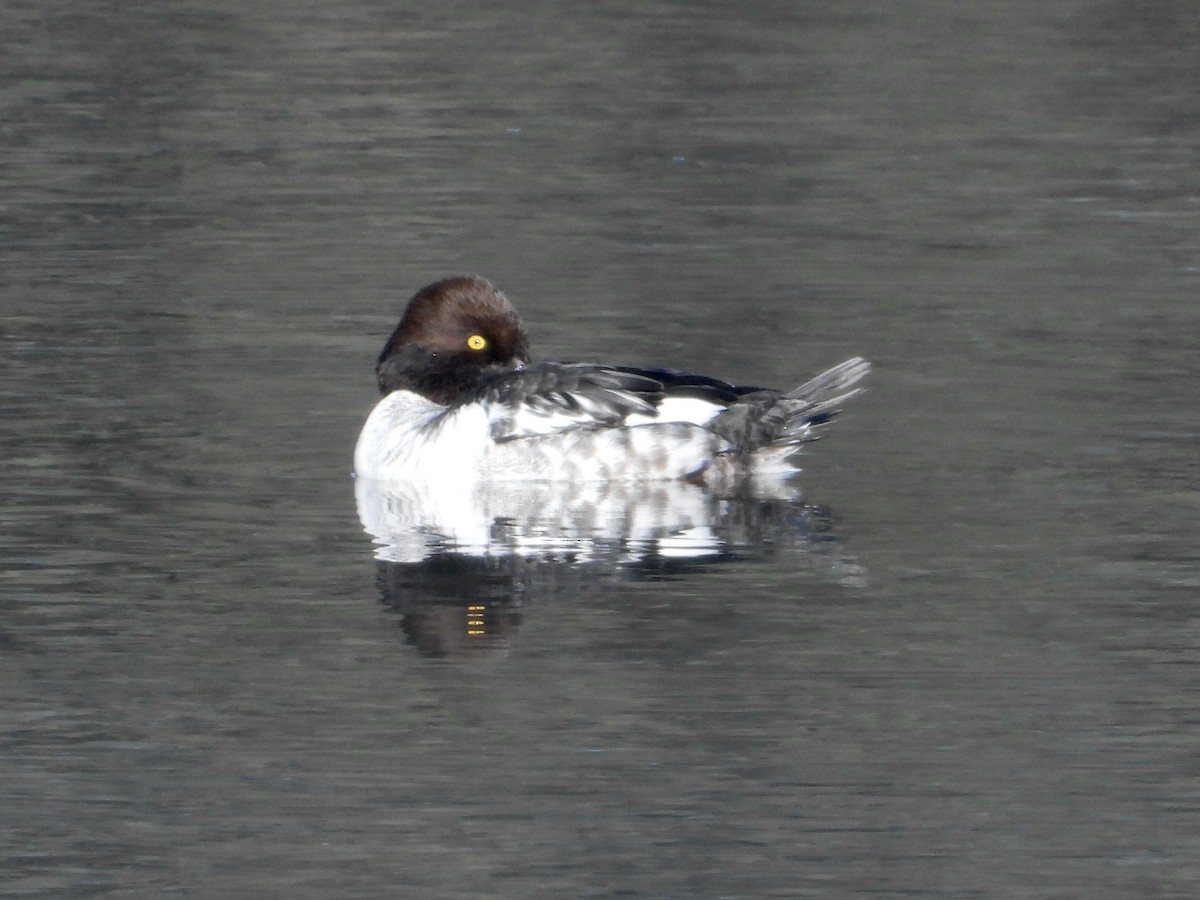 Алаг шунгаач - ML646464920