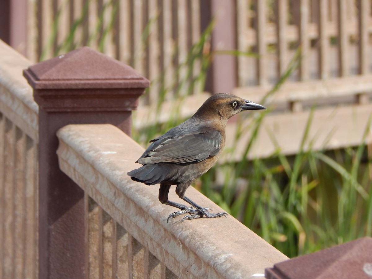 Großschwanzgrackel - ML646464923