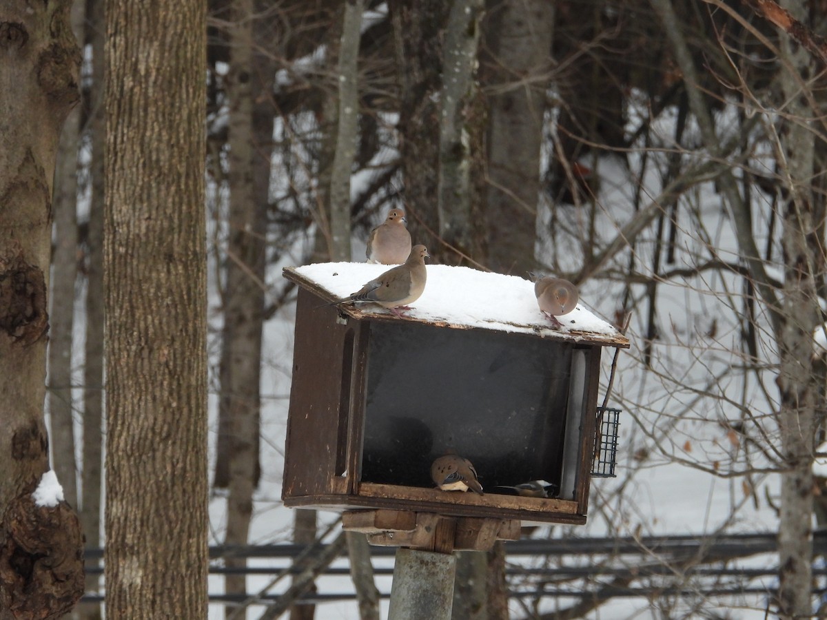 Mourning Dove - ML646464925
