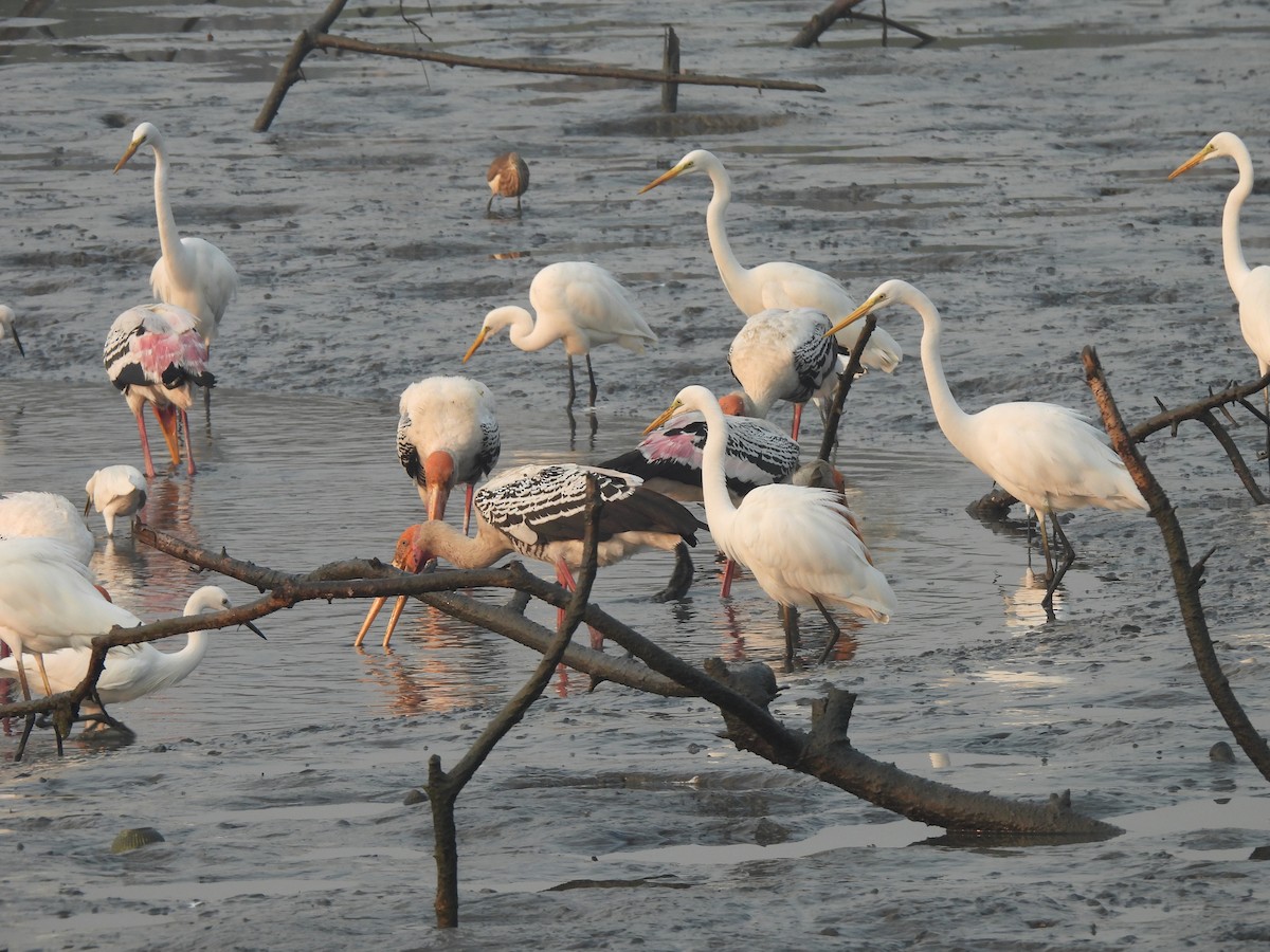 Painted Stork - ML646464926