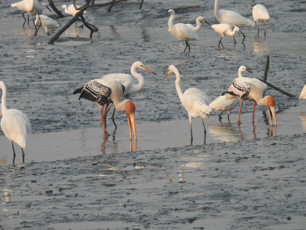 Painted Stork - ML646464927