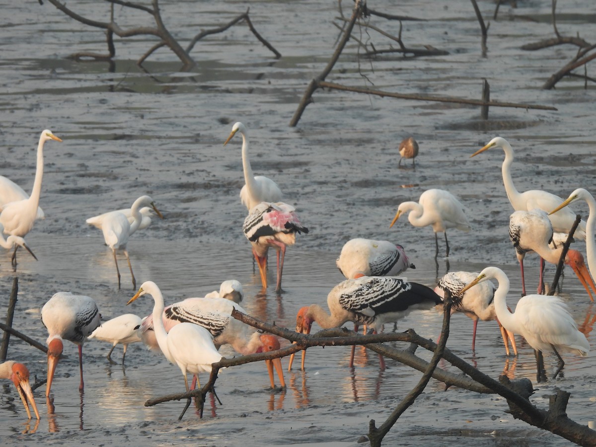 Painted Stork - ML646464928