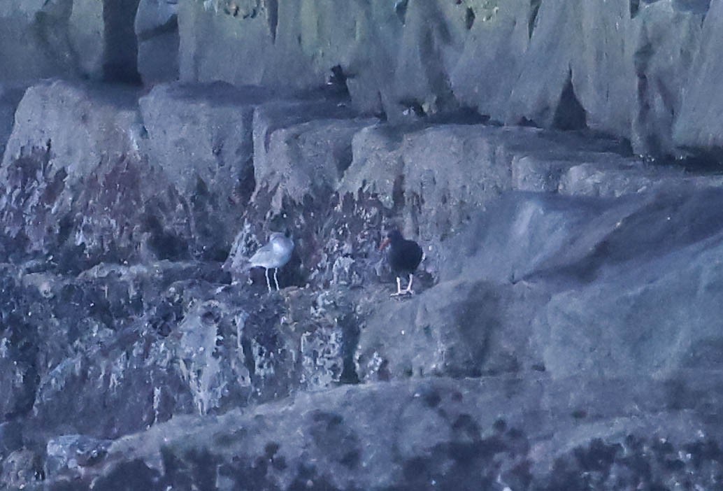 vodouš břehoušovitý - ML646464929