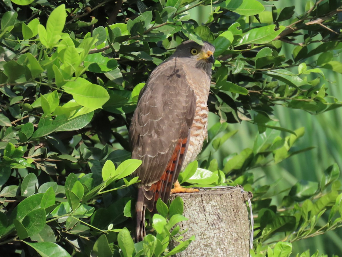 Roadside Hawk - ML646464930