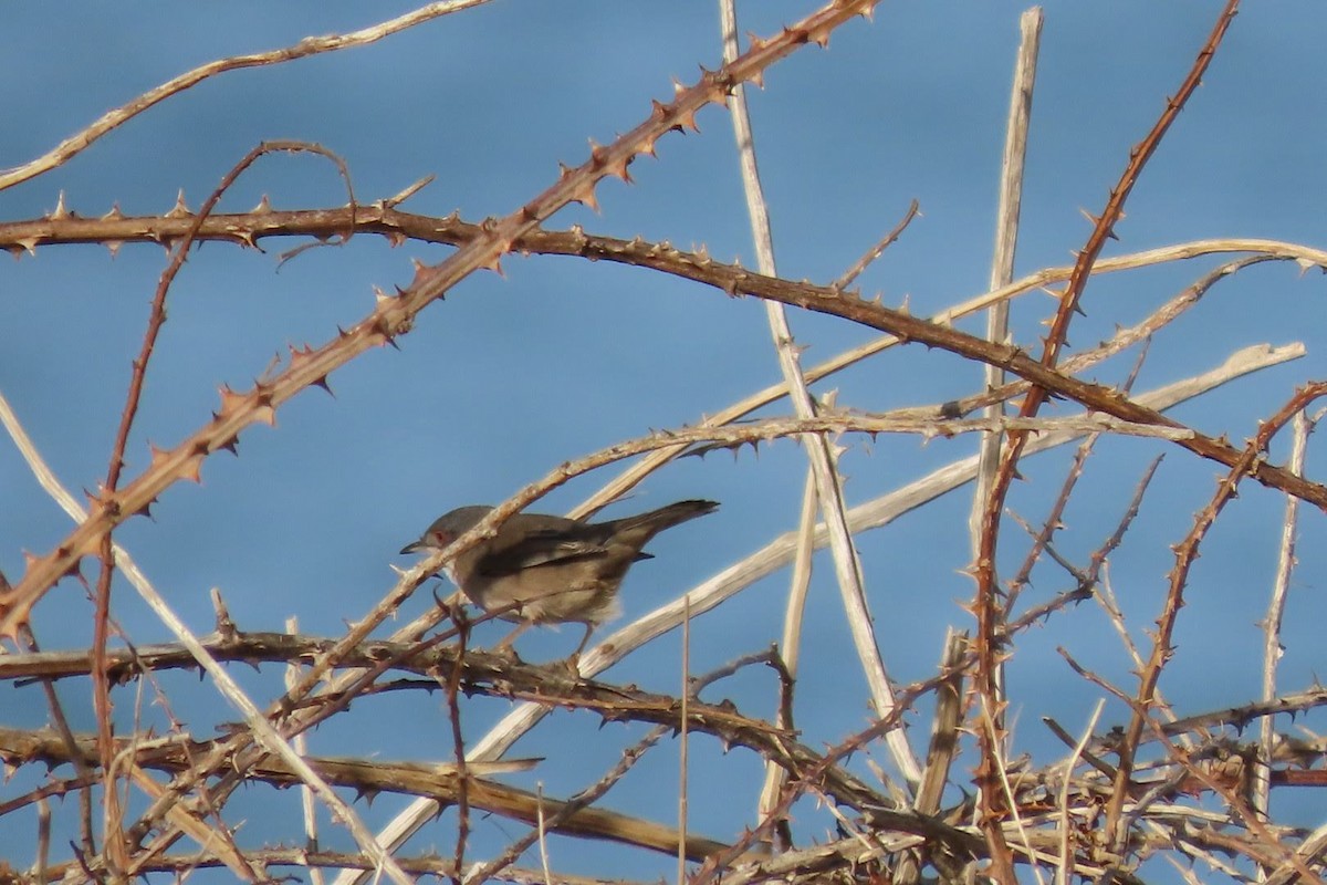 Sardinian Warbler - ML646464932