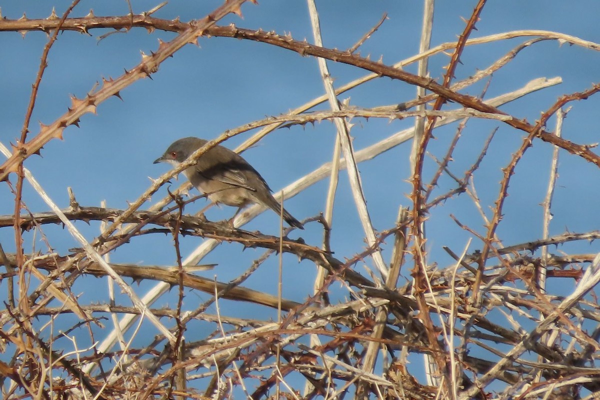 Sardinian Warbler - ML646464933
