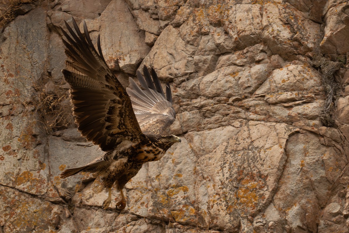 káně orlí - ML646464934