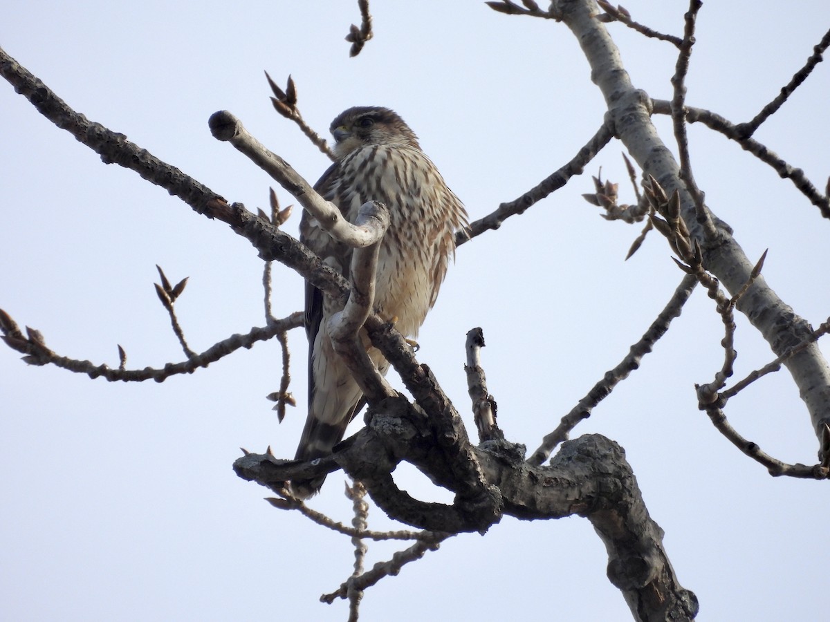 Merlin - ML646464937