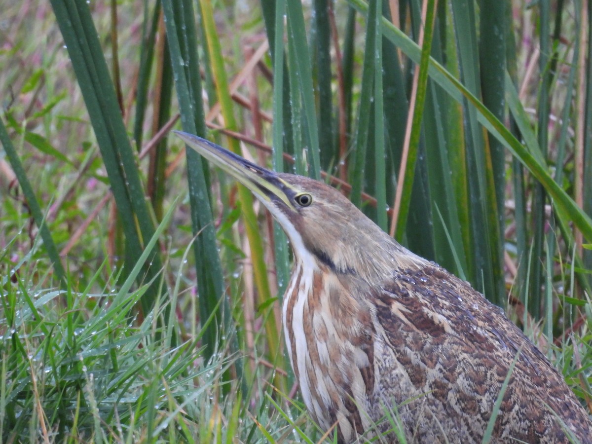 Amerika Balabanı - ML646464938