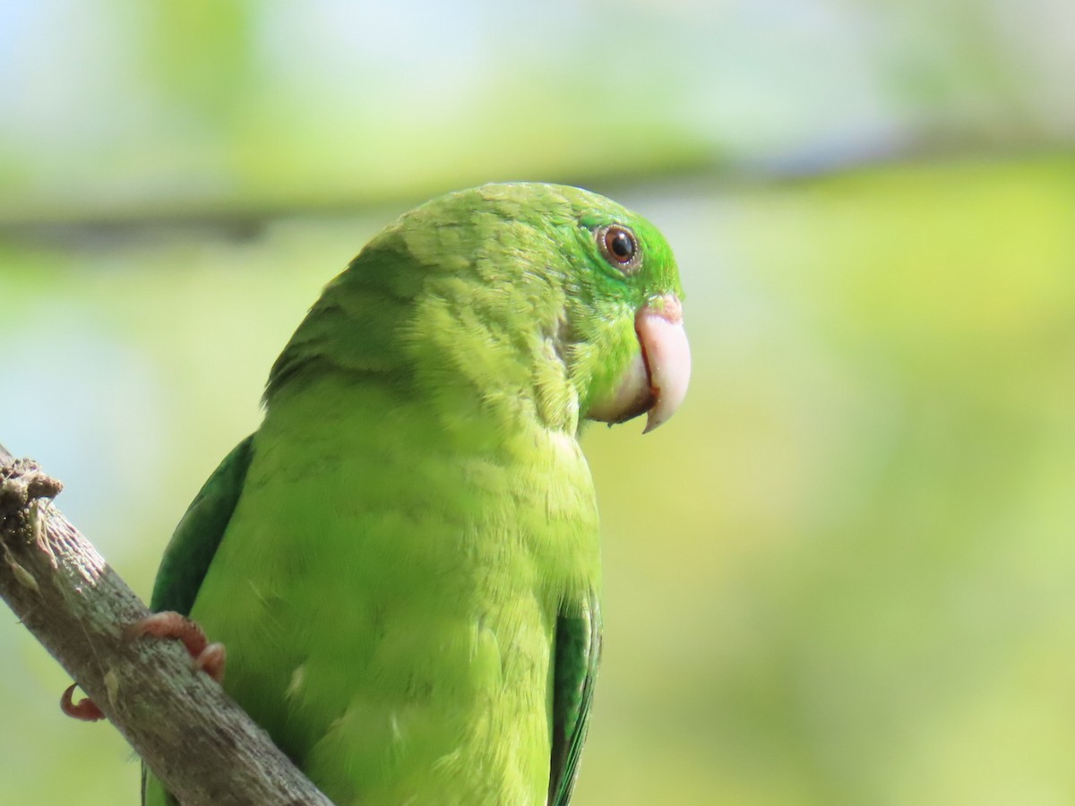 Spectacled Parrotlet - ML646464940