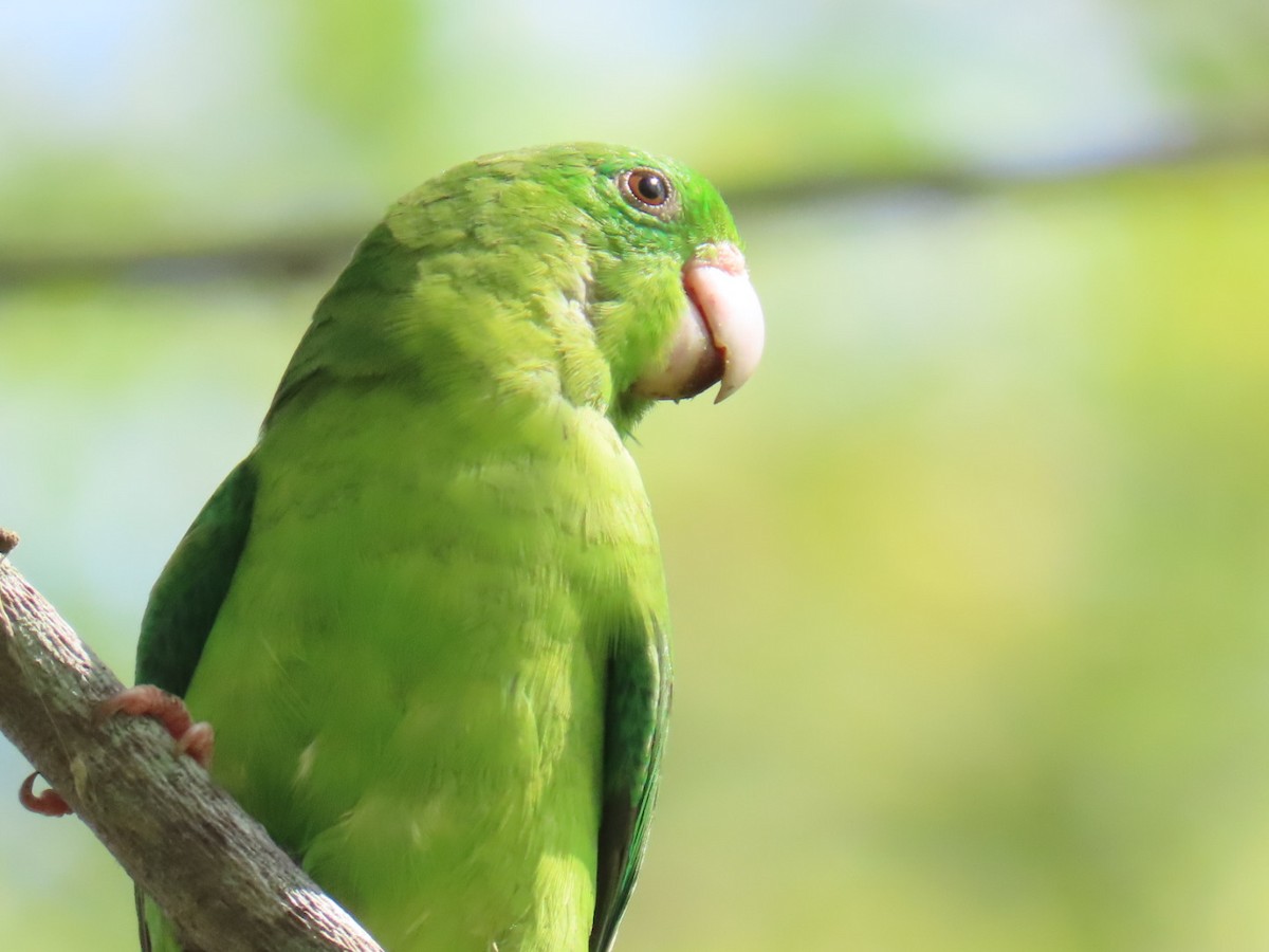 Spectacled Parrotlet - ML646464942