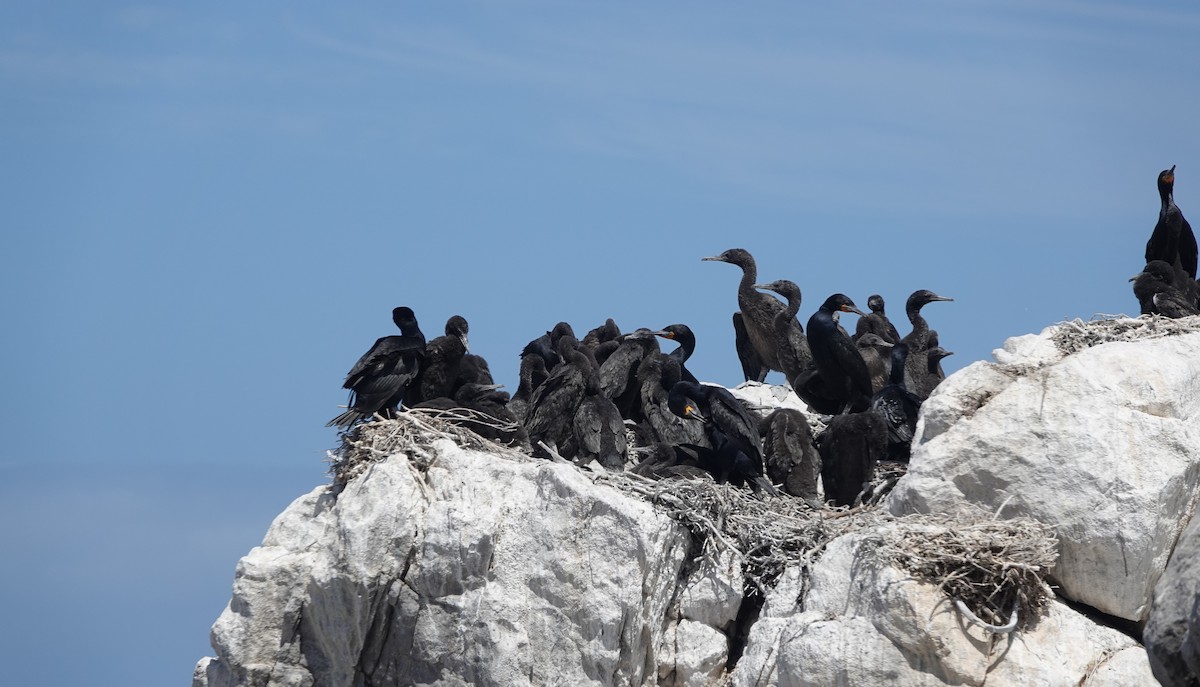 Капский баклан - ML646464948