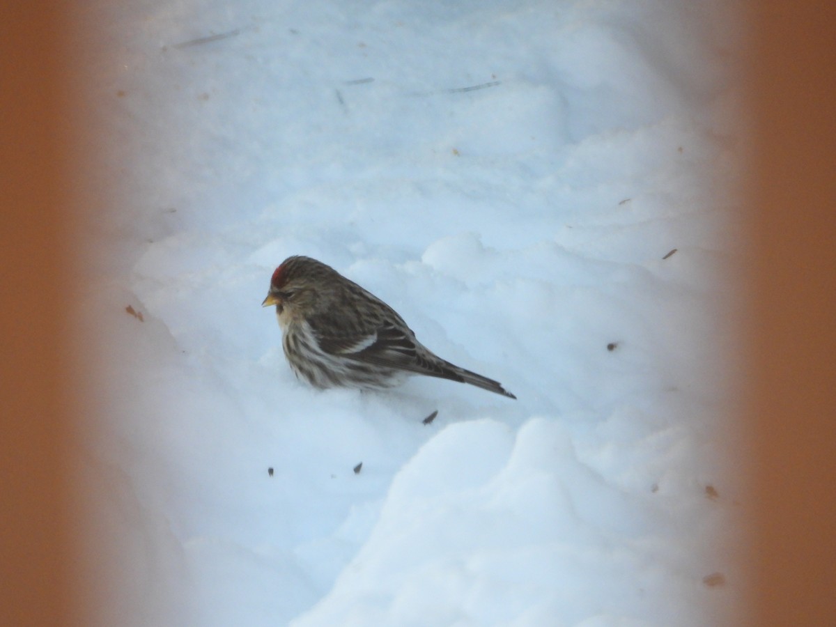 普通朱頂雀 - ML646464950