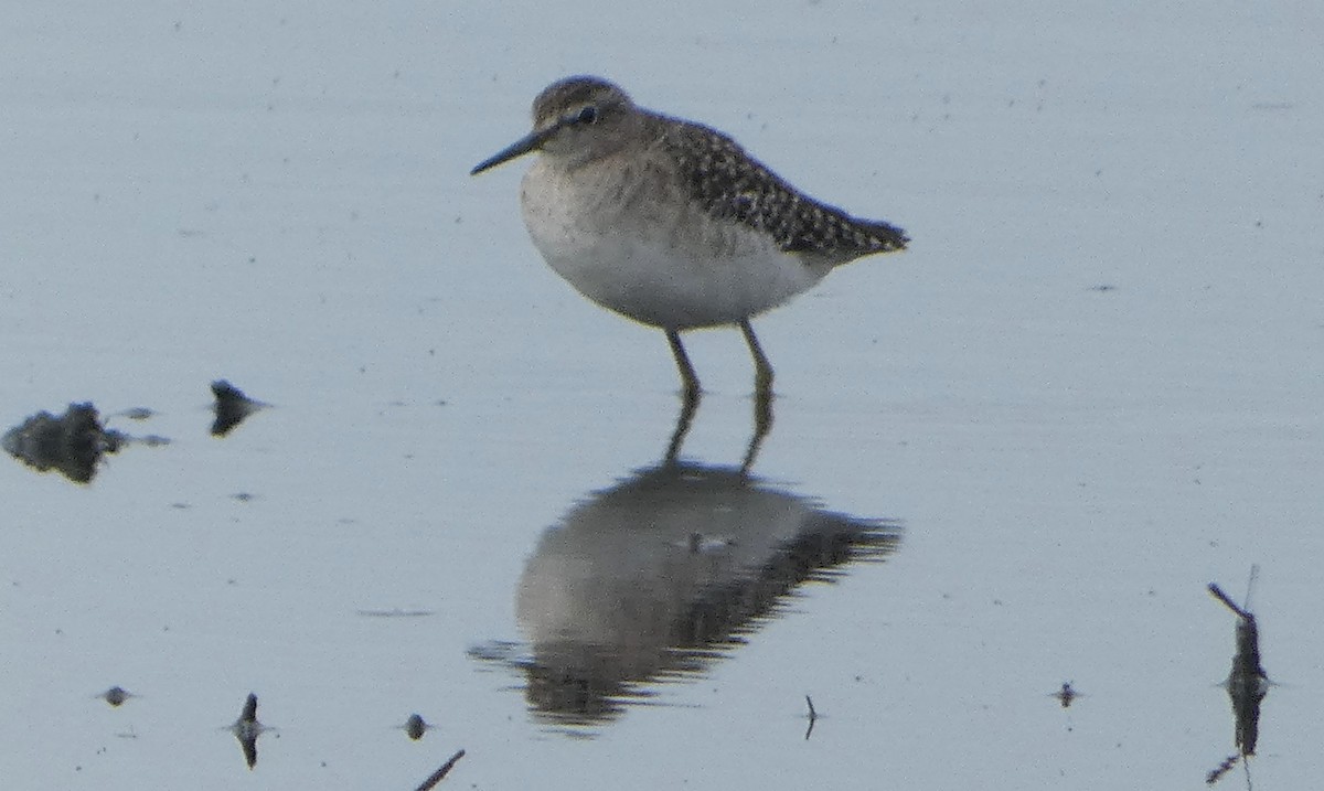 vodouš bahenní - ML646464951