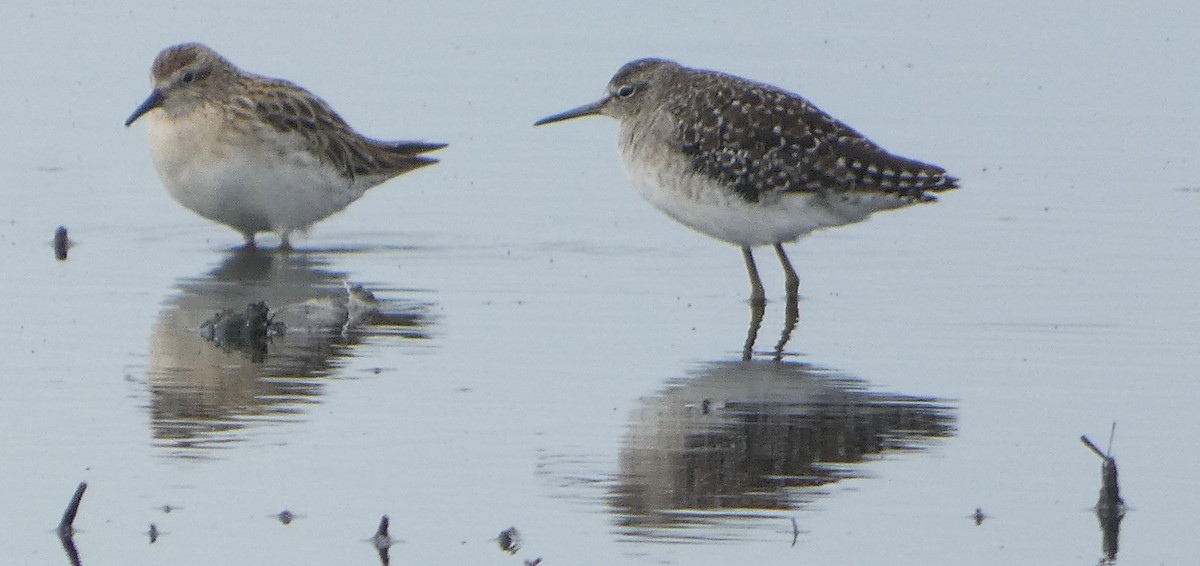 vodouš bahenní - ML646464952