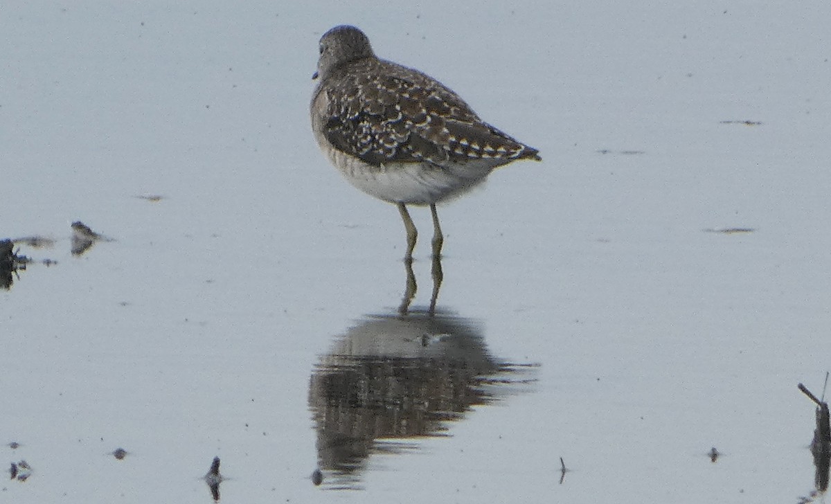 vodouš bahenní - ML646464953