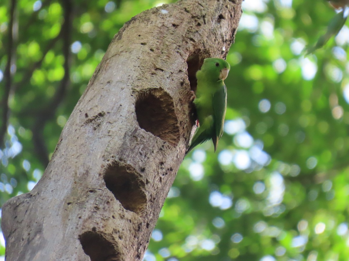 Spectacled Parrotlet - ML646464954