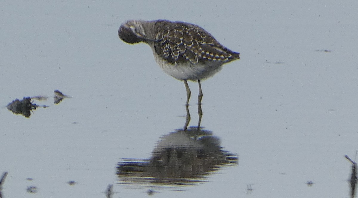 vodouš bahenní - ML646464955