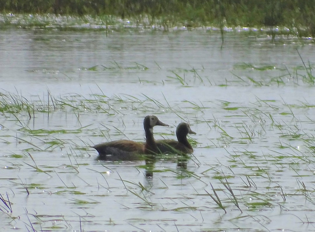 シロガオリュウキュウガモ - ML646464956