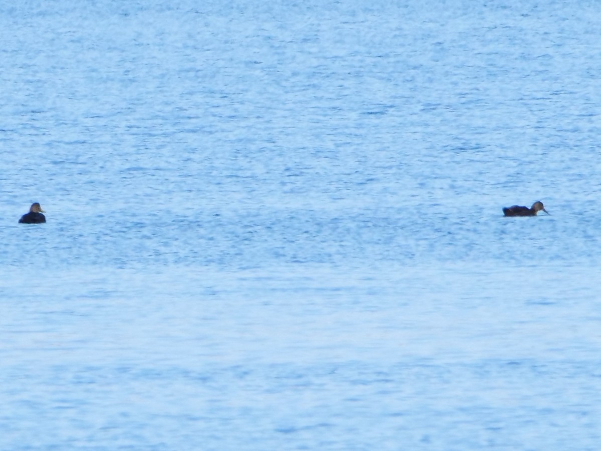 American Black Duck - ML646464958