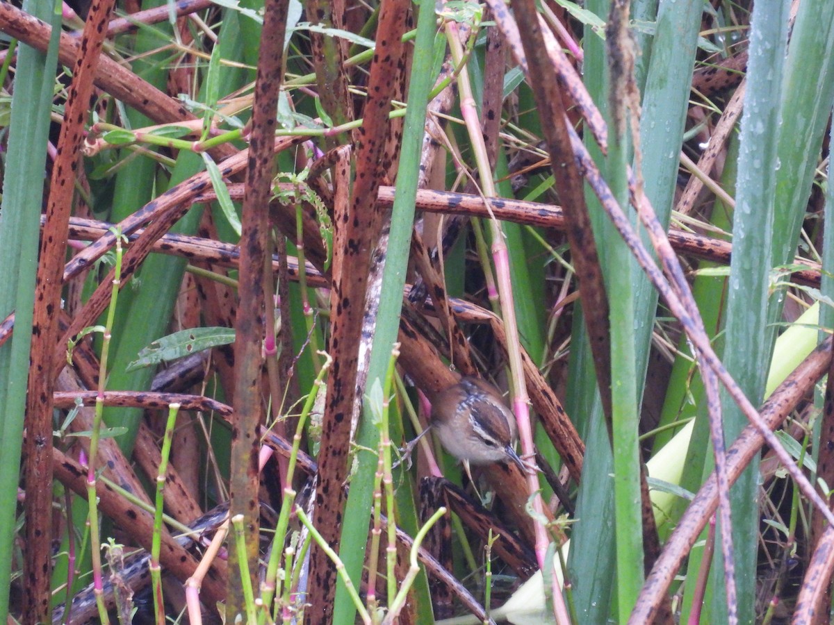 Marsh Wren - ML646464960