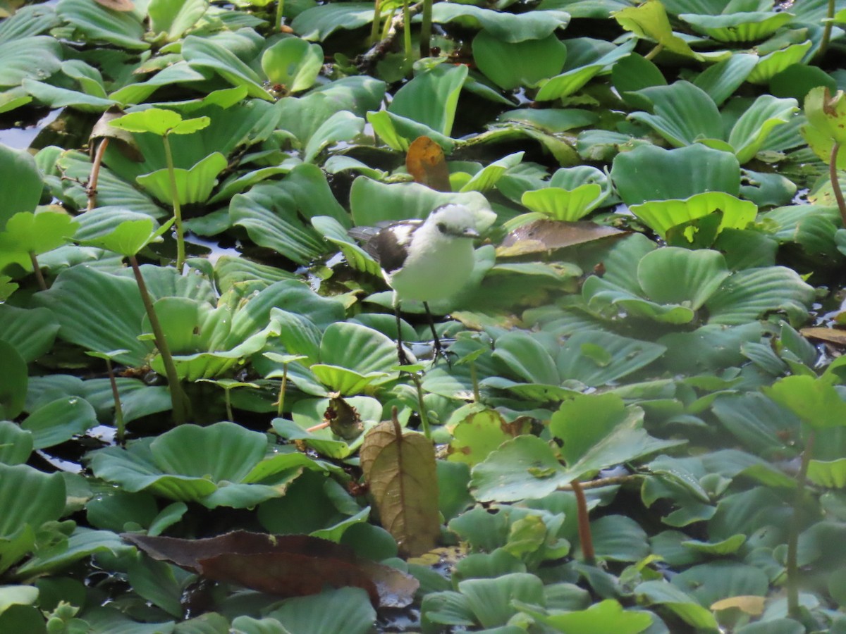 Pied Water-Tyrant - ML646464961